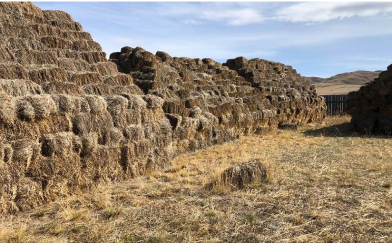 Орон нутагт боодолтой өвсний үнэ 1000-2000 төгрөгөөр буурав